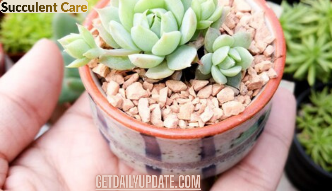 Succulent